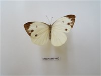 藏品(飛龍白粉蝶)的圖片